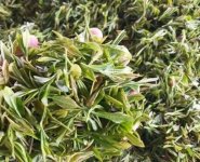 臨沂特產(chǎn)送人必買清單？