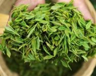 茶樹(shù)產(chǎn)量高嗎？一畝產(chǎn)多少斤？