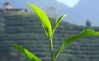 客田鎮(zhèn)：茶樹吐新芽，茶農喜增收