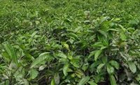 2024年4月茶樹最新詳情：茶樹過度種植、供過于求